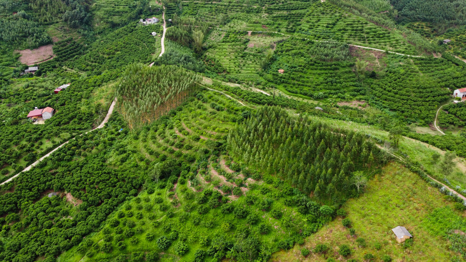 Quỳnh Lưu hỗ trợ sinh kế cho hộ nghèo bằng con bê cái Lai sind