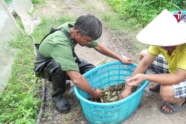 Mô hình nuôi cá chạch giúp thoát nghèo