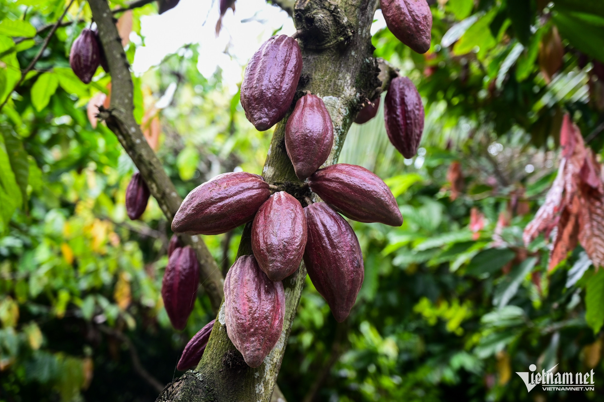 W-Đồng Nai Nguyễn Huế.jpg