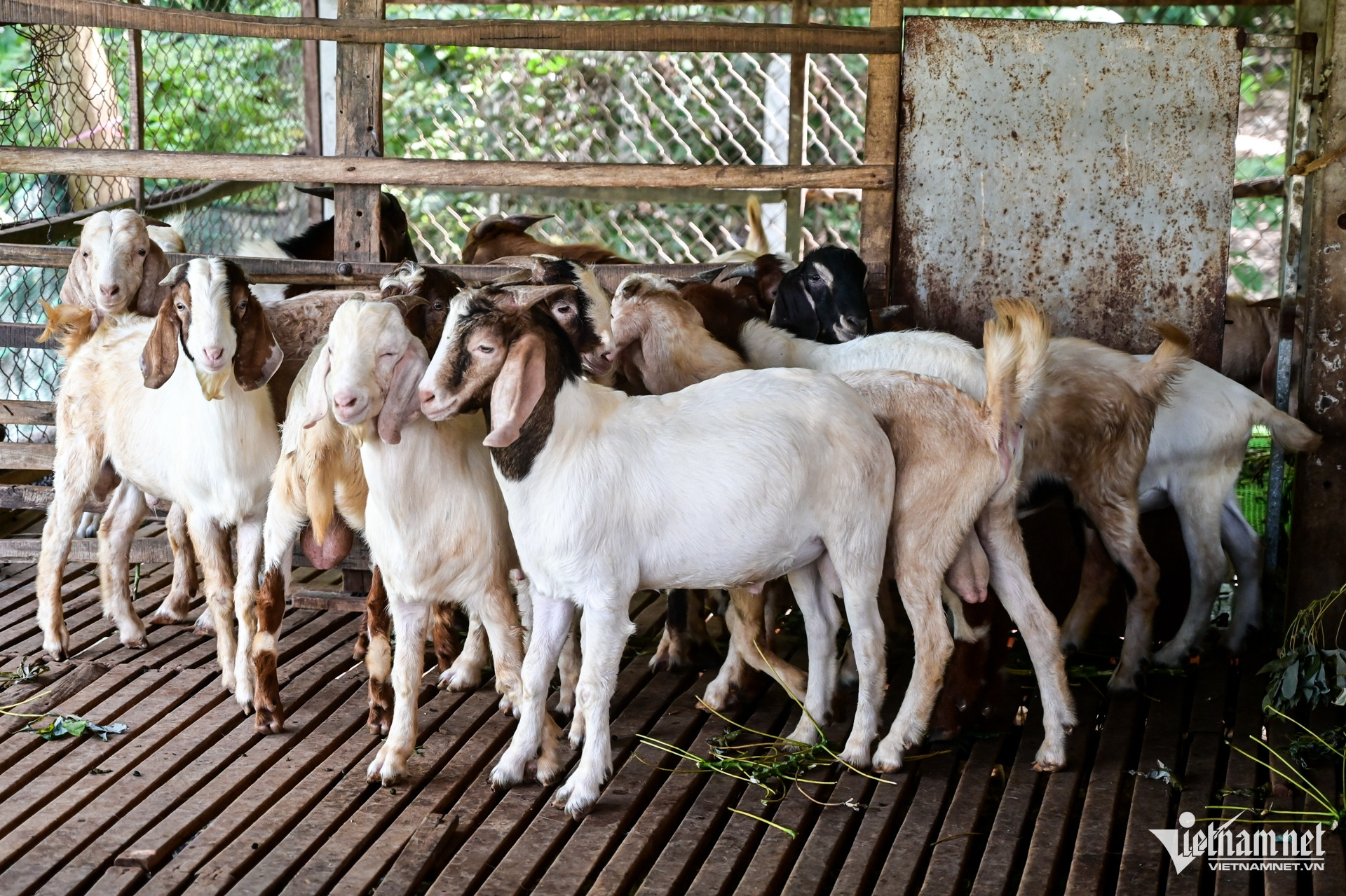 W-Tây Ninh Nguyễn Huế 7.jpg