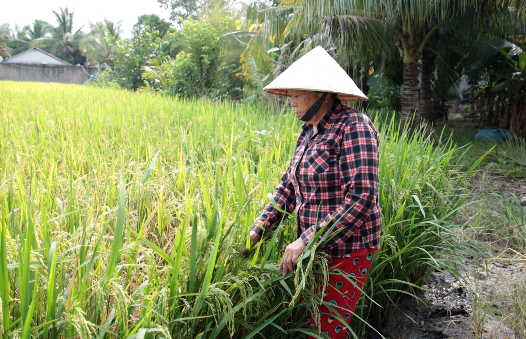 Đồng bào dân tộc Thái ở Bến Cầu: Vươn lên nhờ chính sách an cư