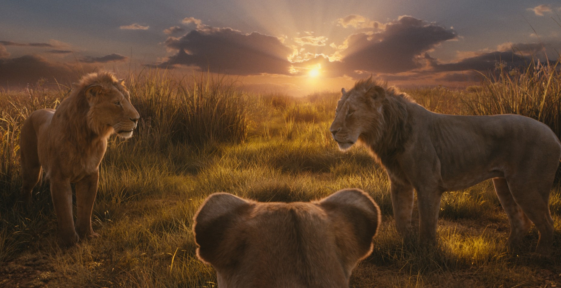 MUFASA 00088495.jpg