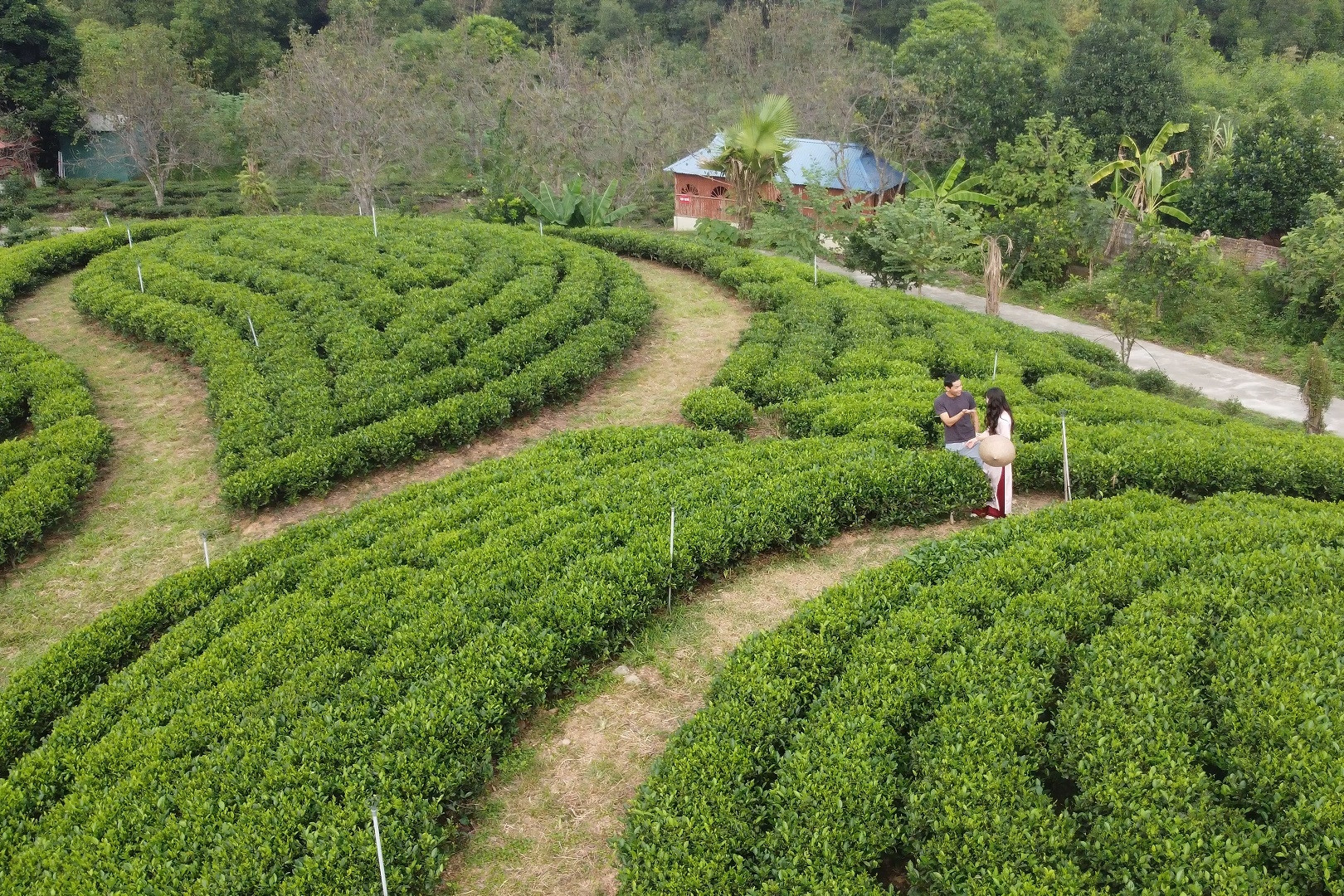 Thái Nguyên phát triển các sản phẩm gắn với vùng chè, thu hút khách du lịch