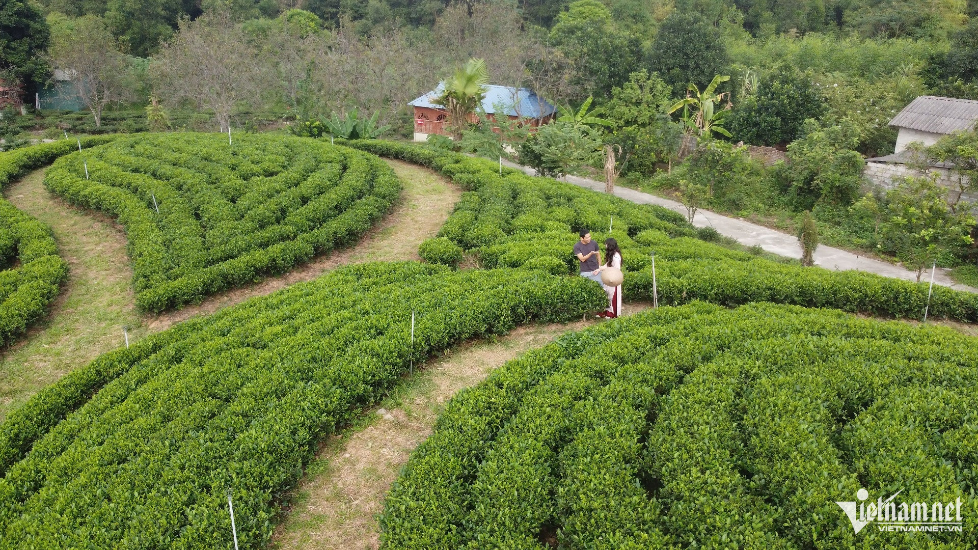 W-trà thái nguyên.jpg