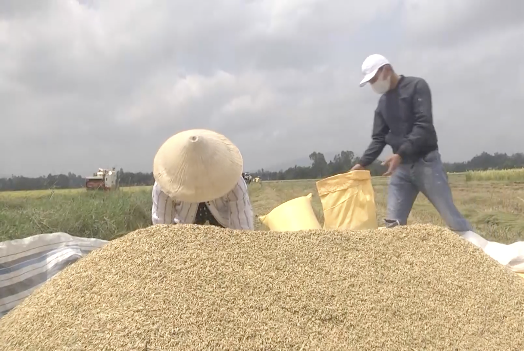 Quảng Nam sẵn sàng ban hành dự án cơ sở dữ liệu chuyên ngành nông nghiệp