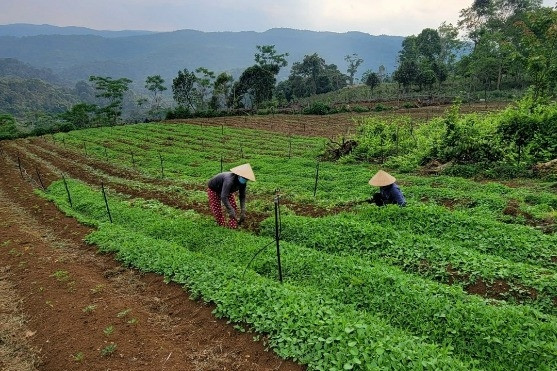 An Lão đẩy lùi nghèo đa chiều góp phần hoàn thành nông thôn mới