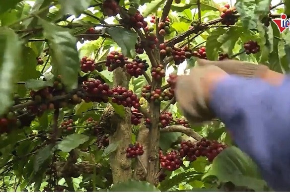 Đắk Lắk đẩy mạnh phát triển du lịch sinh thái nông nghiệp