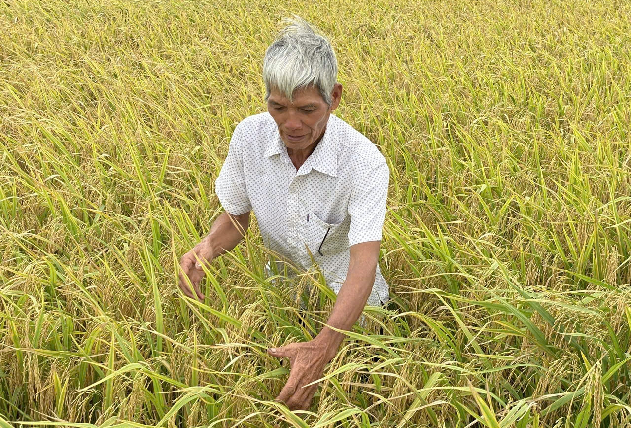 Cà Mau triển khai đề án ‘1 triệu hecta lúa’