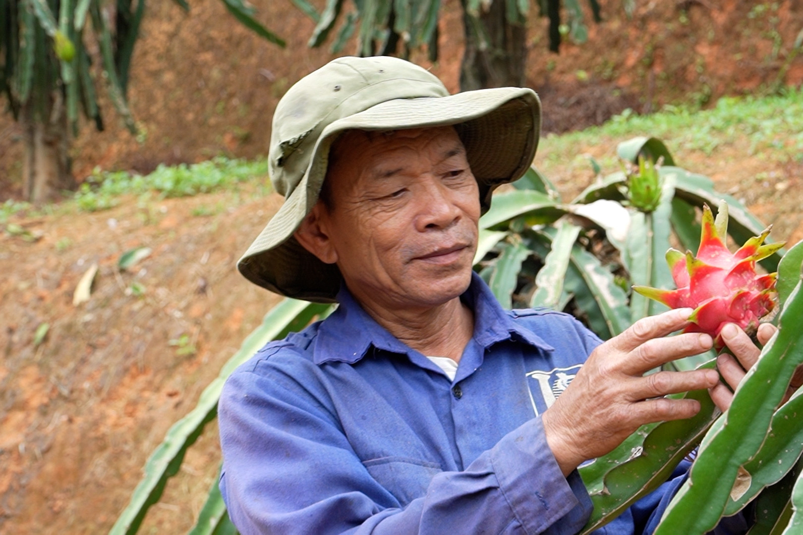 Lão nông đi đầu trong chuyển đổi cơ cấu cây trồng, ứng dụng chuyển đổi số
