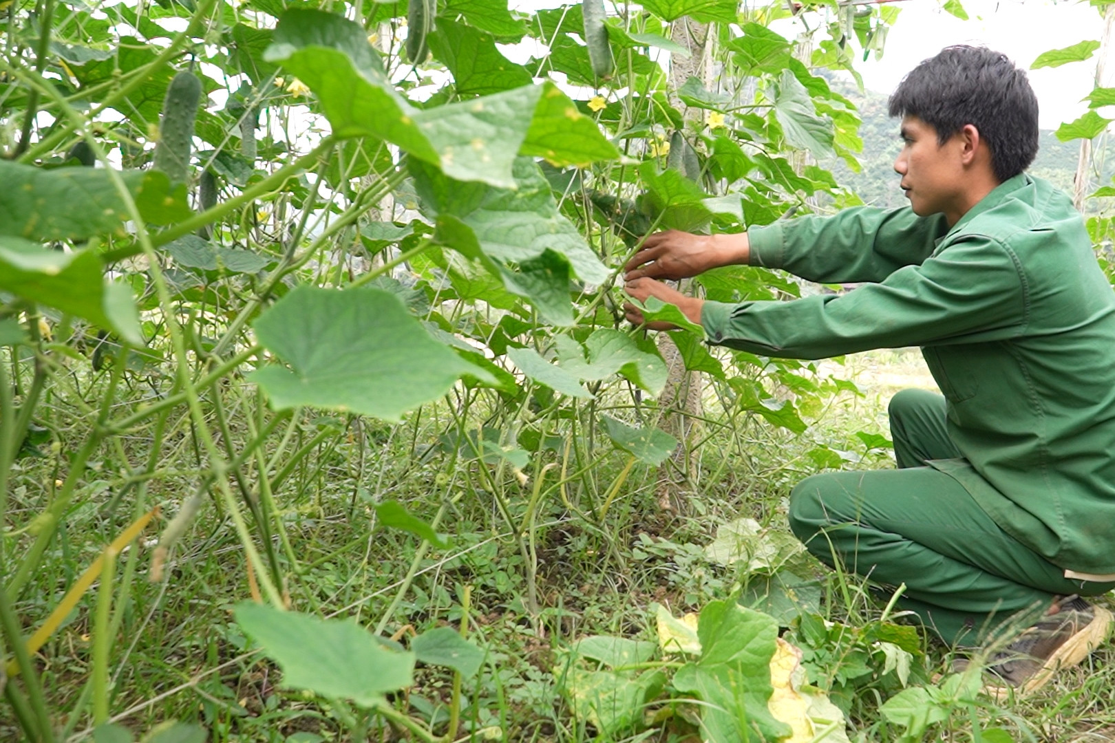 Phát huy vai trò của thanh niên trong phát triển KT-XH vùng đồng bào DTTS