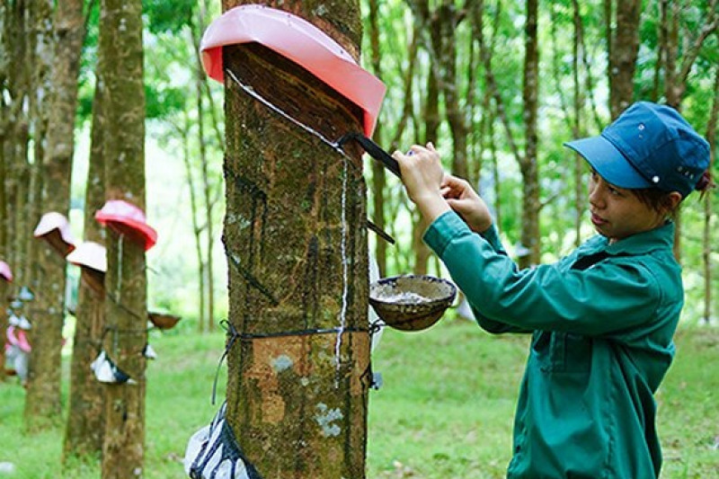 Tỉnh nào trồng nhiều cao su nhất cả nước?