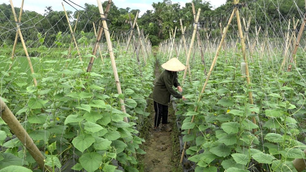 anh bai bac quang.jpg