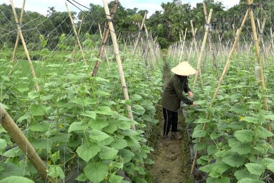 Bắc Quang: Phát triển nền nông nghiệp xanh gắn với bảo vệ môi trường