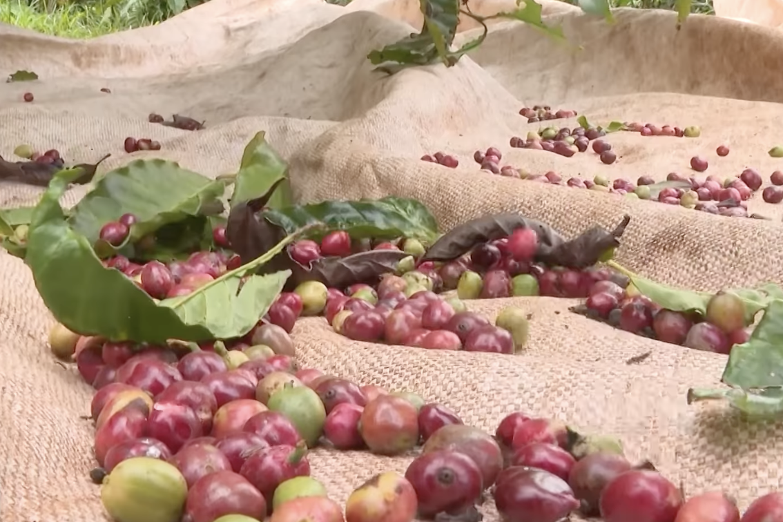 Đăk Lăk chú trọng đẩy mạnh xúc tiến thương mại, quảng bá sản phẩm nông sản