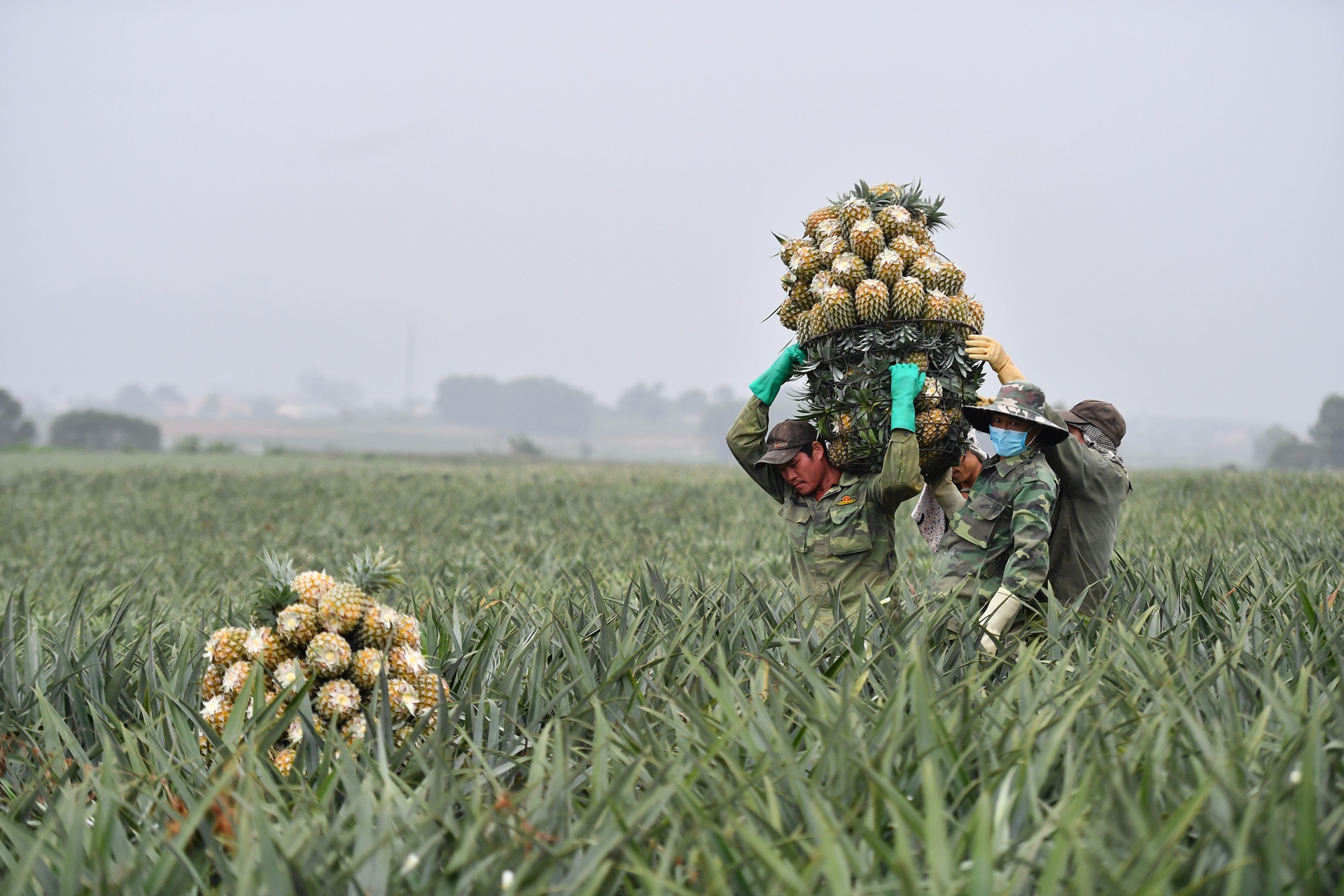 Số hoá dự báo thị trường nông sản qua nền tảng số AgriDataGo