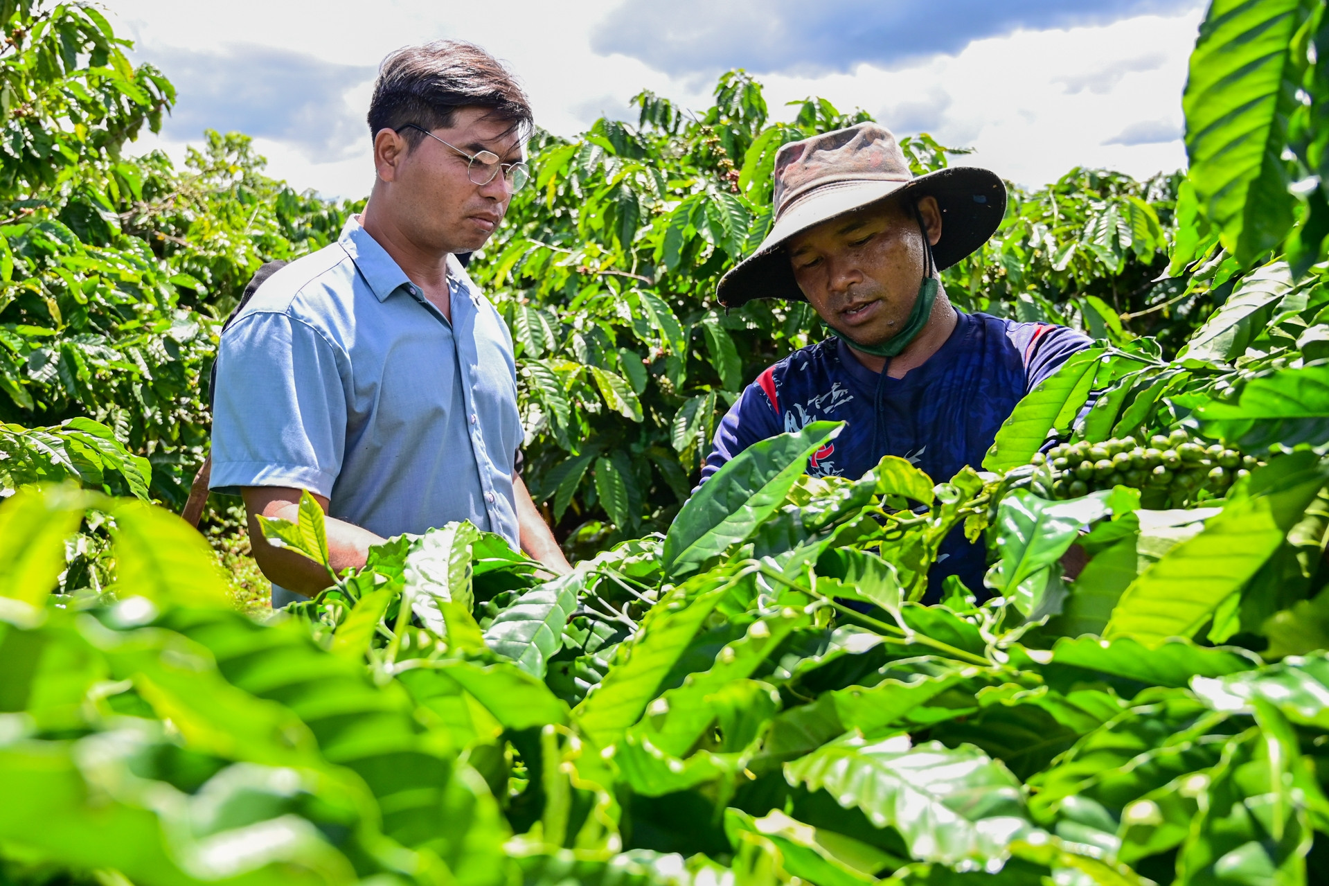 Thí điểm thành công hệ thống cơ sở dữ liệu cà phê, cấp mã địa cho từng vườn cây