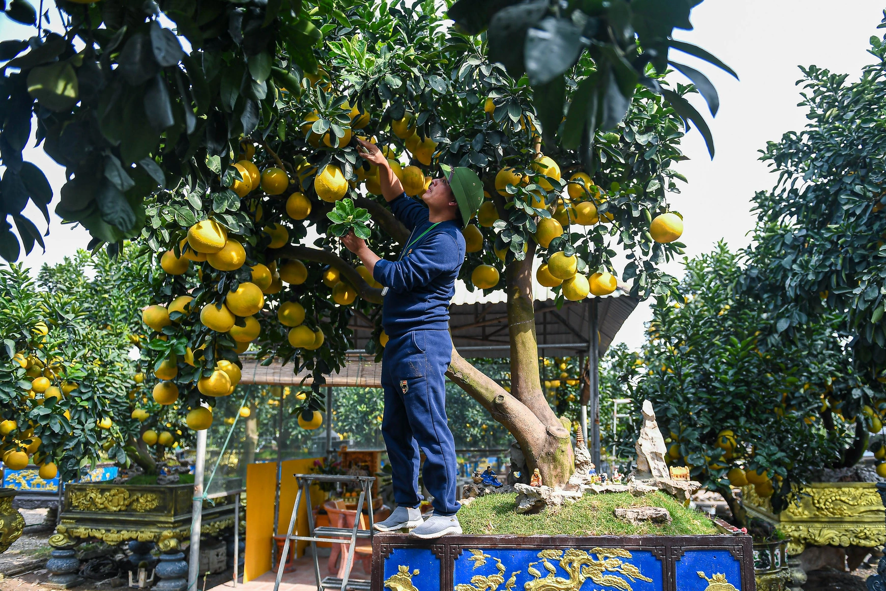 Bản tin sáng 23/12: 'Ôm' vườn bưởi Tết tiền tỷ, dân buôn vẫn lo nơm nớp