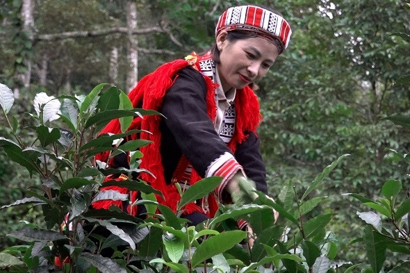 Áp dụng KHKT vào trồng chè, bà con Xuân Minh tìm ra lối thoát nghèo