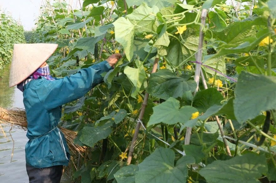 Tuyên Quang: Huyện Hàm Yên đẩy mạnh chuyển đổi số nông nghiệp
