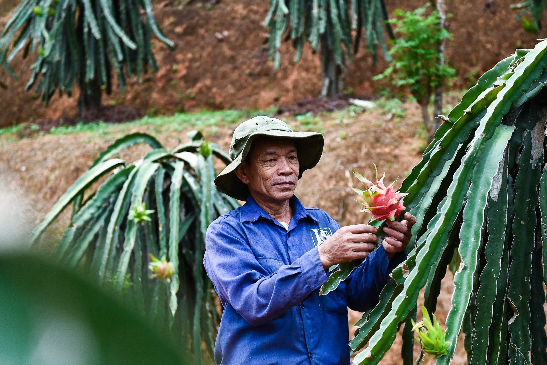 Phát triển đa dạng các sản phẩm, dịch vụ tài chính cơ bản: Nông dân Phú Thọ tiếp cận được nguồn vốn để trồng thanh long ruột đỏ