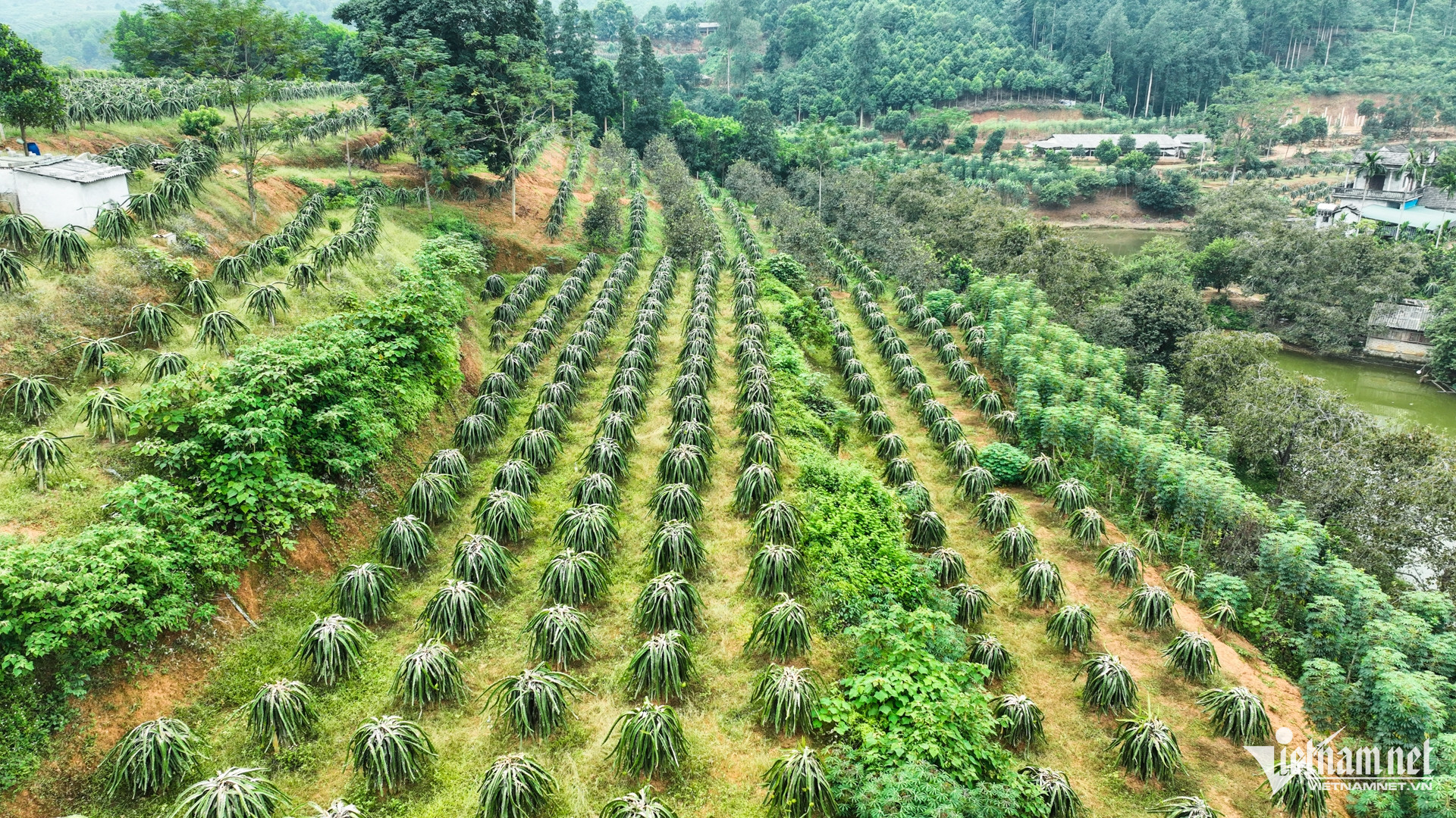 W-nong nghiep chuong trinh muc tieu quoc gia 14.jpg