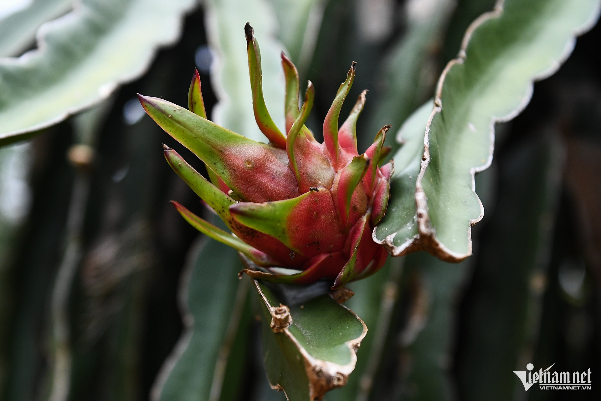 W-nong nghiep chuong trinh muc tieu quoc gia 5.jpg