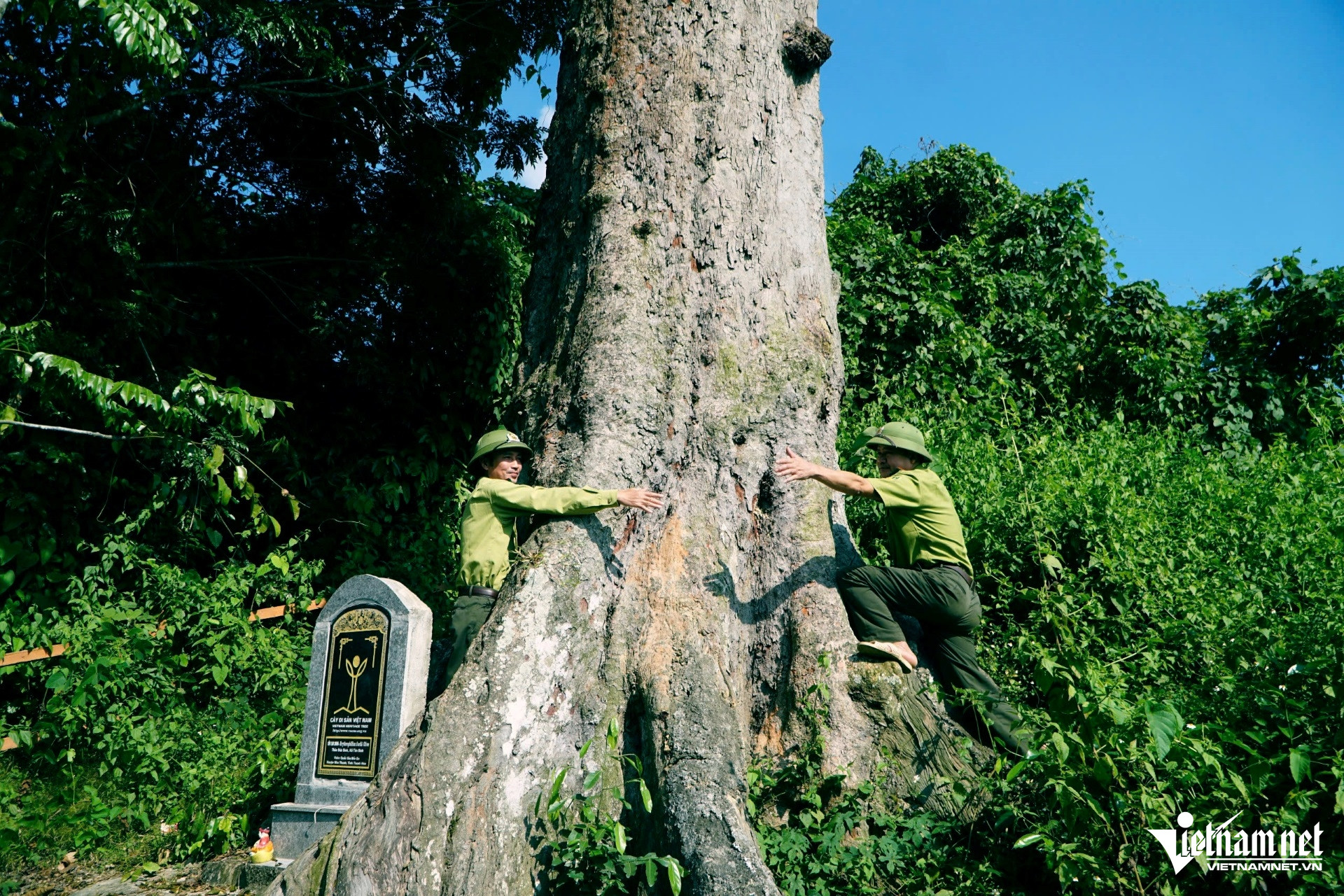 W-a1Cây lim gần 700 năm tuổi.jpg