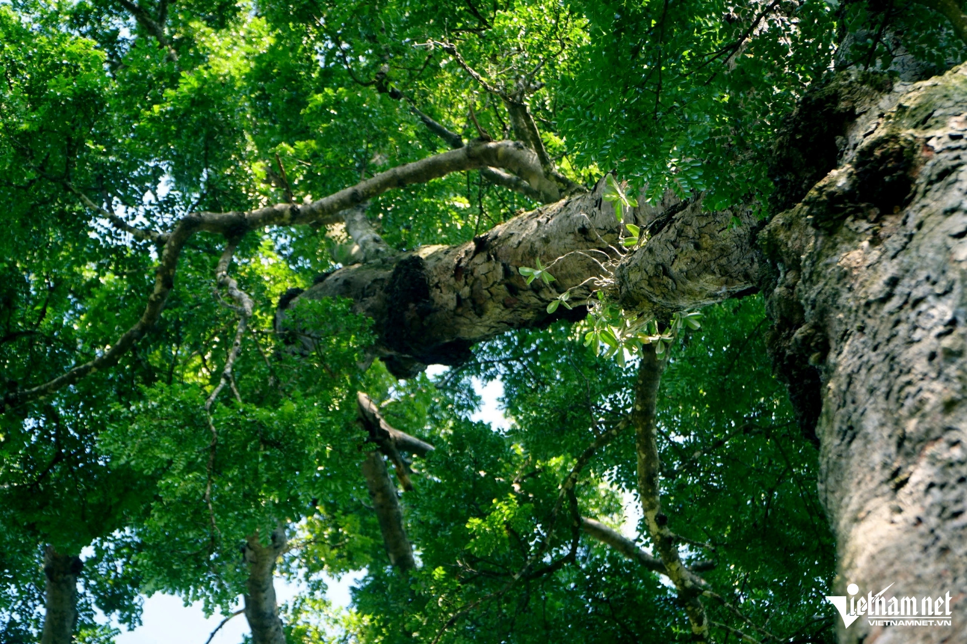 W-a2Cây lim gần 700 năm tuổi.jpg