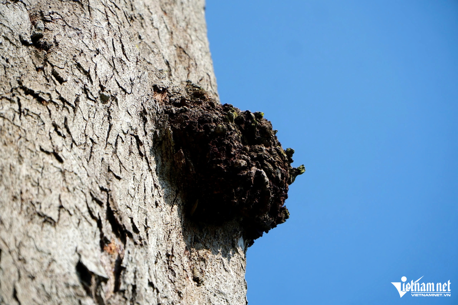 W-a4Cây lim gần 700 năm tuổi.jpg