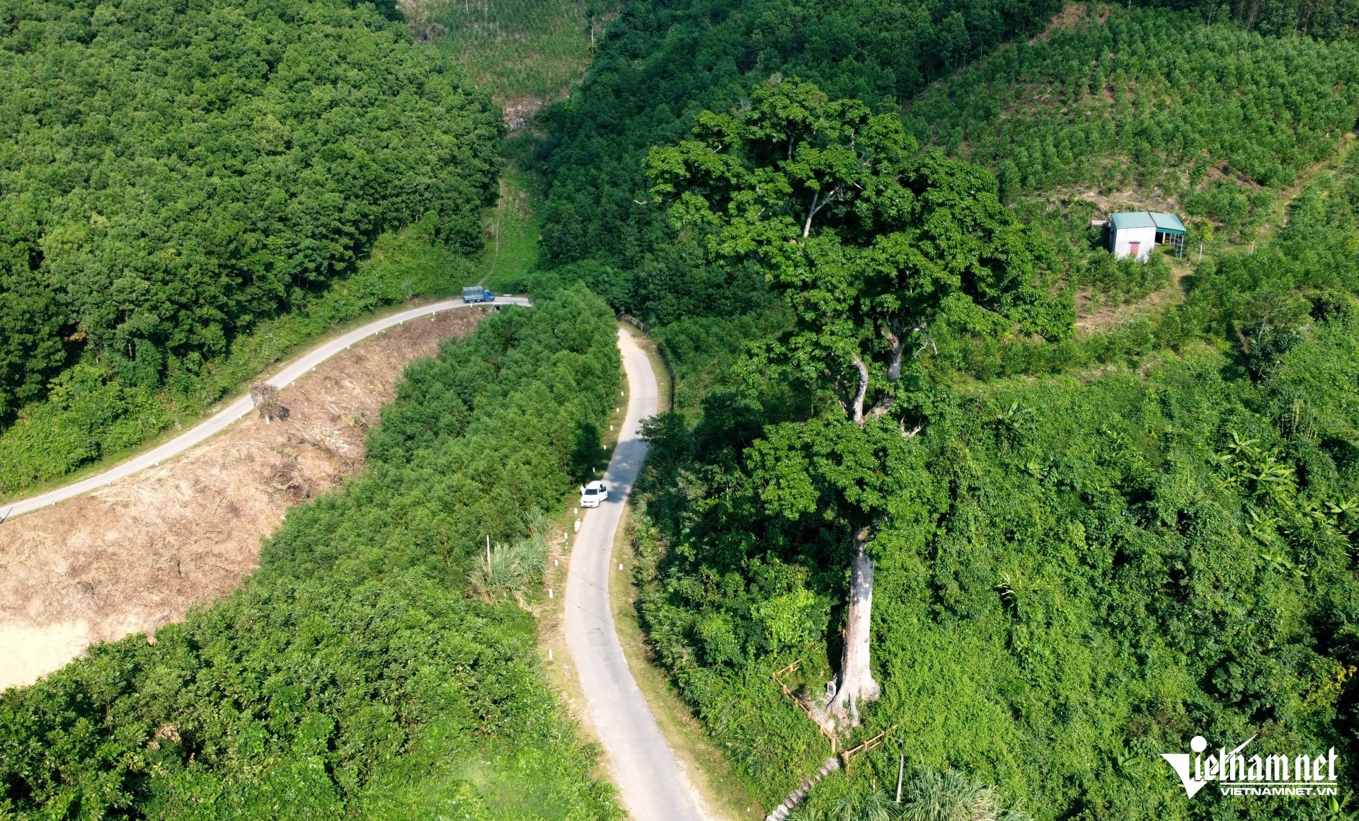 W-anh1.JPGCây lim gần 700 năm tuổi là .jpg