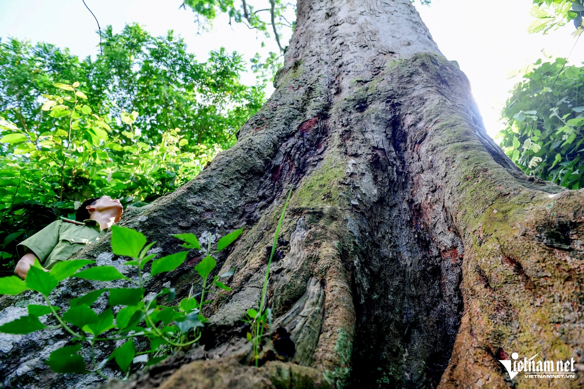 W-anh3.jpgCây lim gần 700 năm tuổi là .jpg