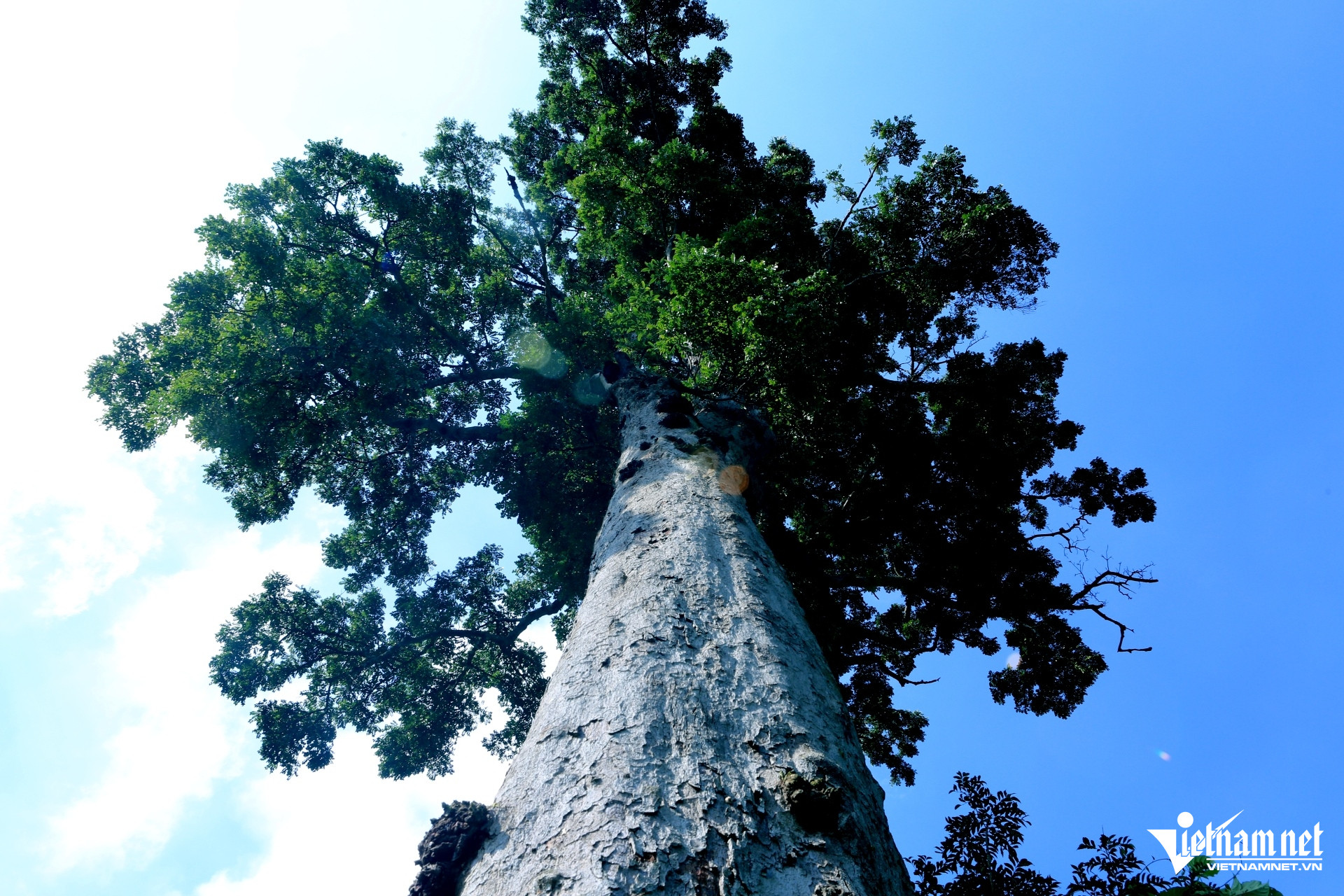 W-anh4.JPGCây lim gần 700 năm tuổi là .jpg