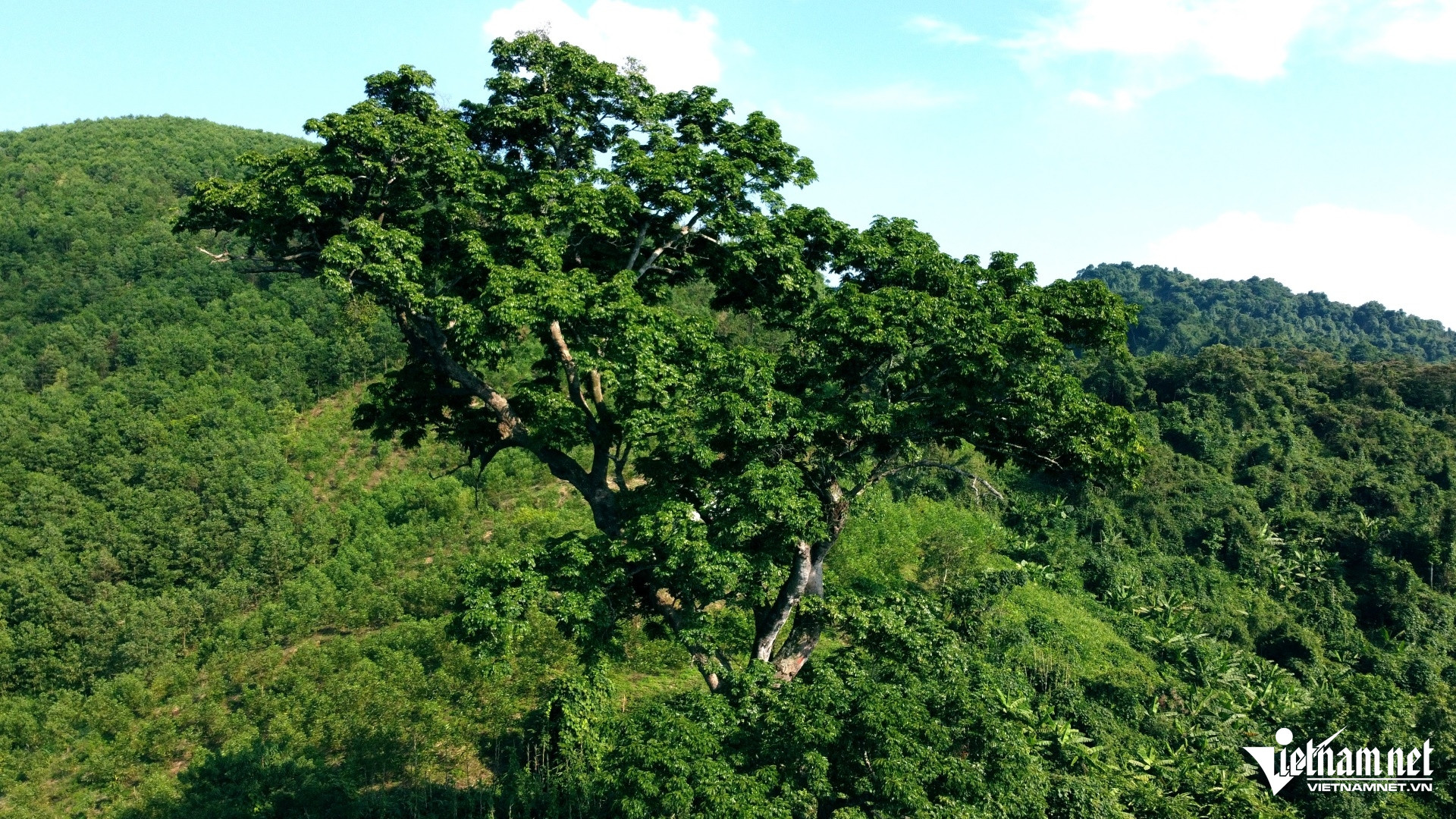 W-anh5.JPGCây lim gần 700 năm tuổi là .jpg