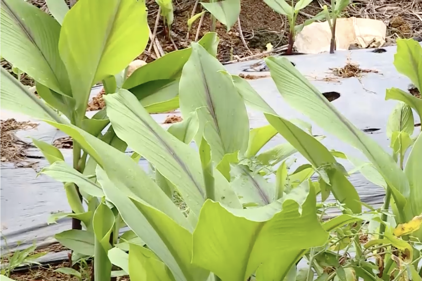Nhật ký canh tác, mã số vùng trồng,... mở rộng đường ra thị trường cho dược liệu