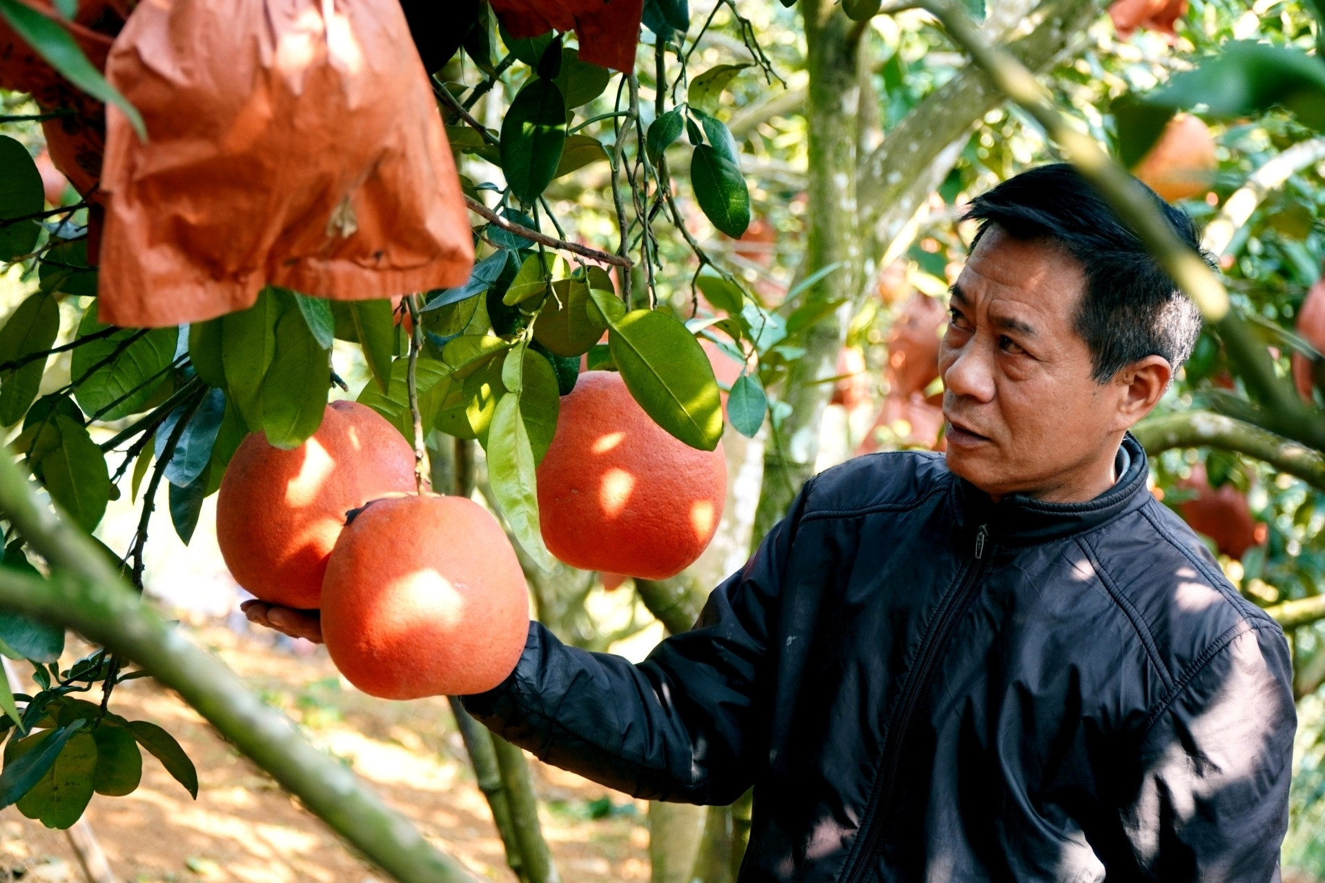 Từ 2 cây bưởi 'hồi môn’ bố vợ cho, lão nông kiếm lời hàng trăm triệu mỗi năm