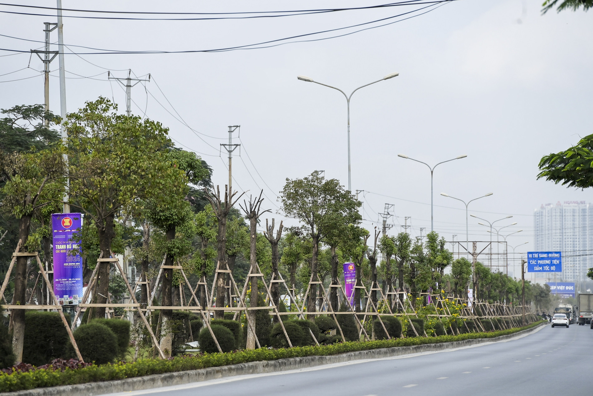 Hải Phòng: ‘hồi phục’ hàng cây long não chỉ 3 tháng sau bão