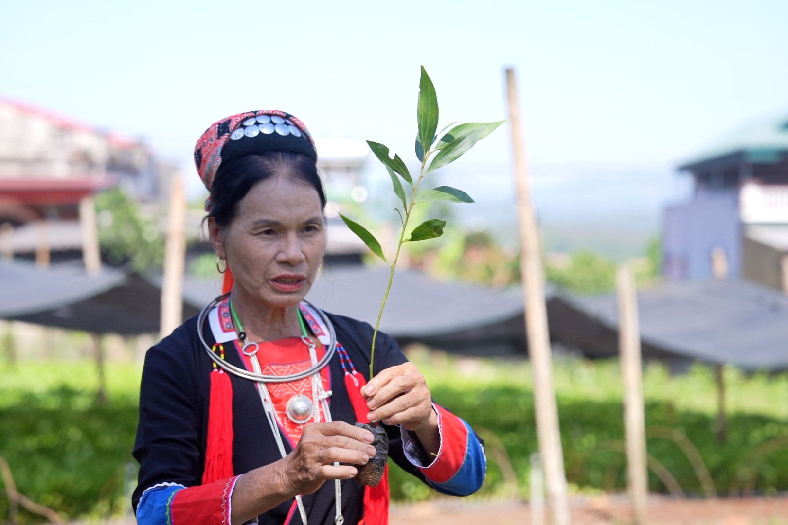 Bà trương thị hậu 2