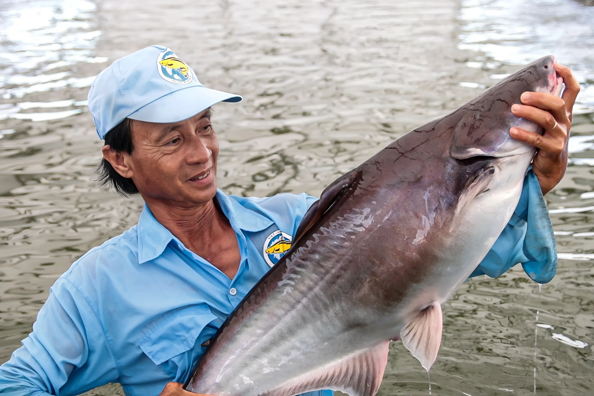 An Giang: Ứng dụng công nghệ chip điện tử định danh cá tra