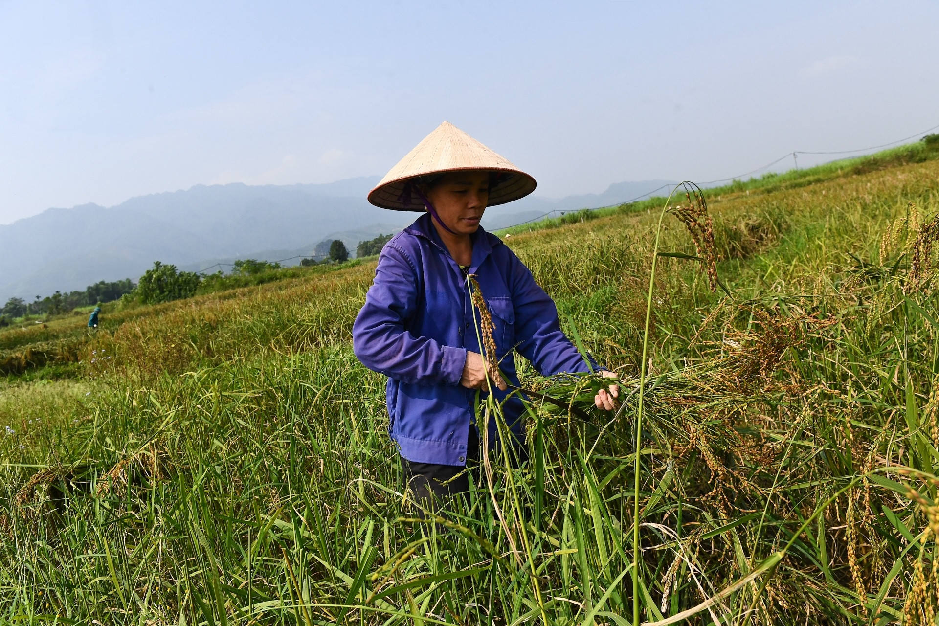 Chuyển đổi cơ cấu cây trồng, đào tạo nghề giúp bà con mở lối vươn lên