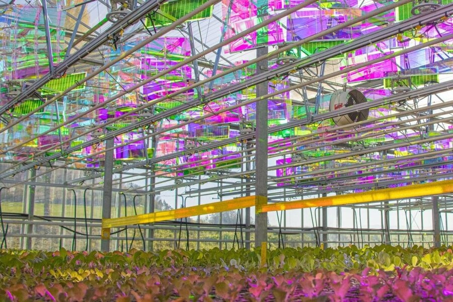 Điện mặt trời trong nhà kính trồng rau xanh