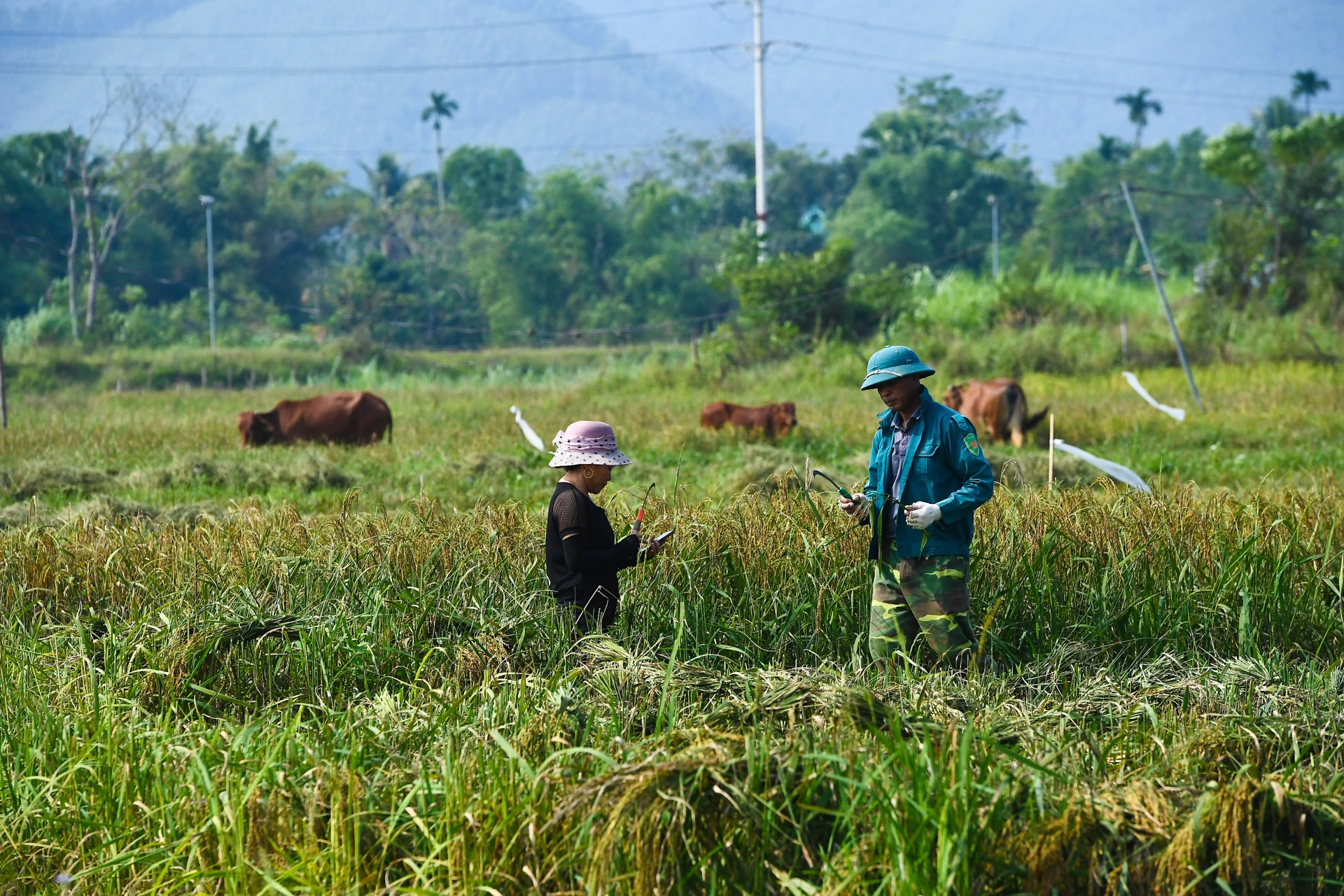 Hỗ trợ thoát nghèo từ trâu cái sinh sản