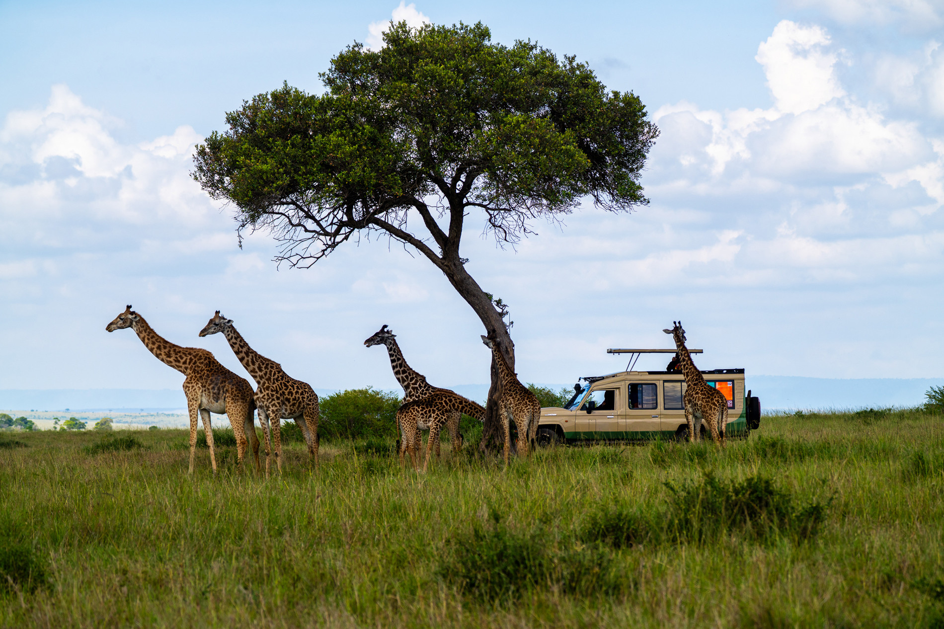 nhiep anh gia Viet san anh dong vat hoang da o chau Phi 11