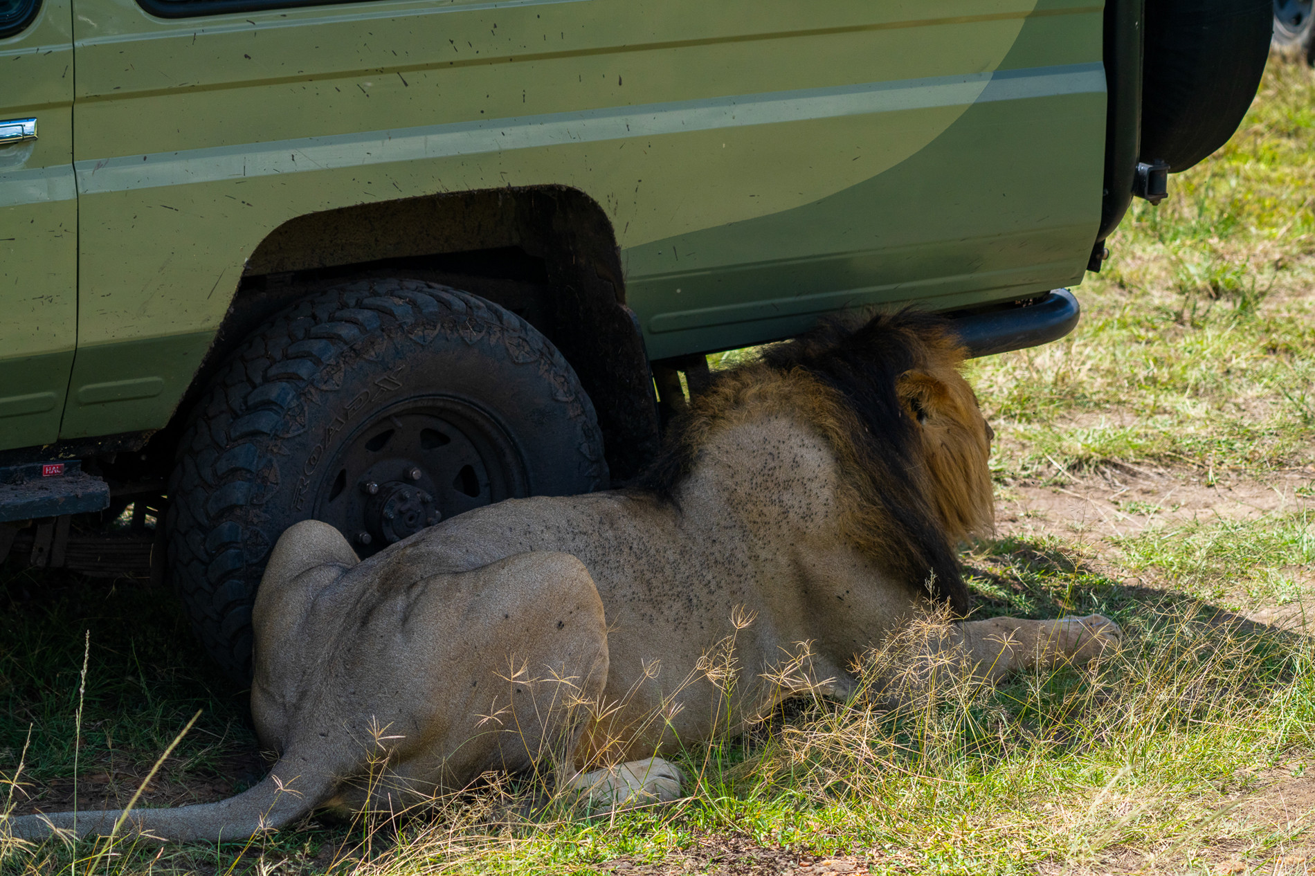 nhiep anh gia Viet san anh dong vat hoang da o chau Phi 13