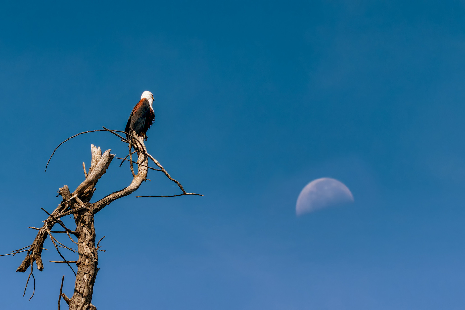 nhiep anh gia Viet san anh dong vat hoang da o chau Phi.jpg