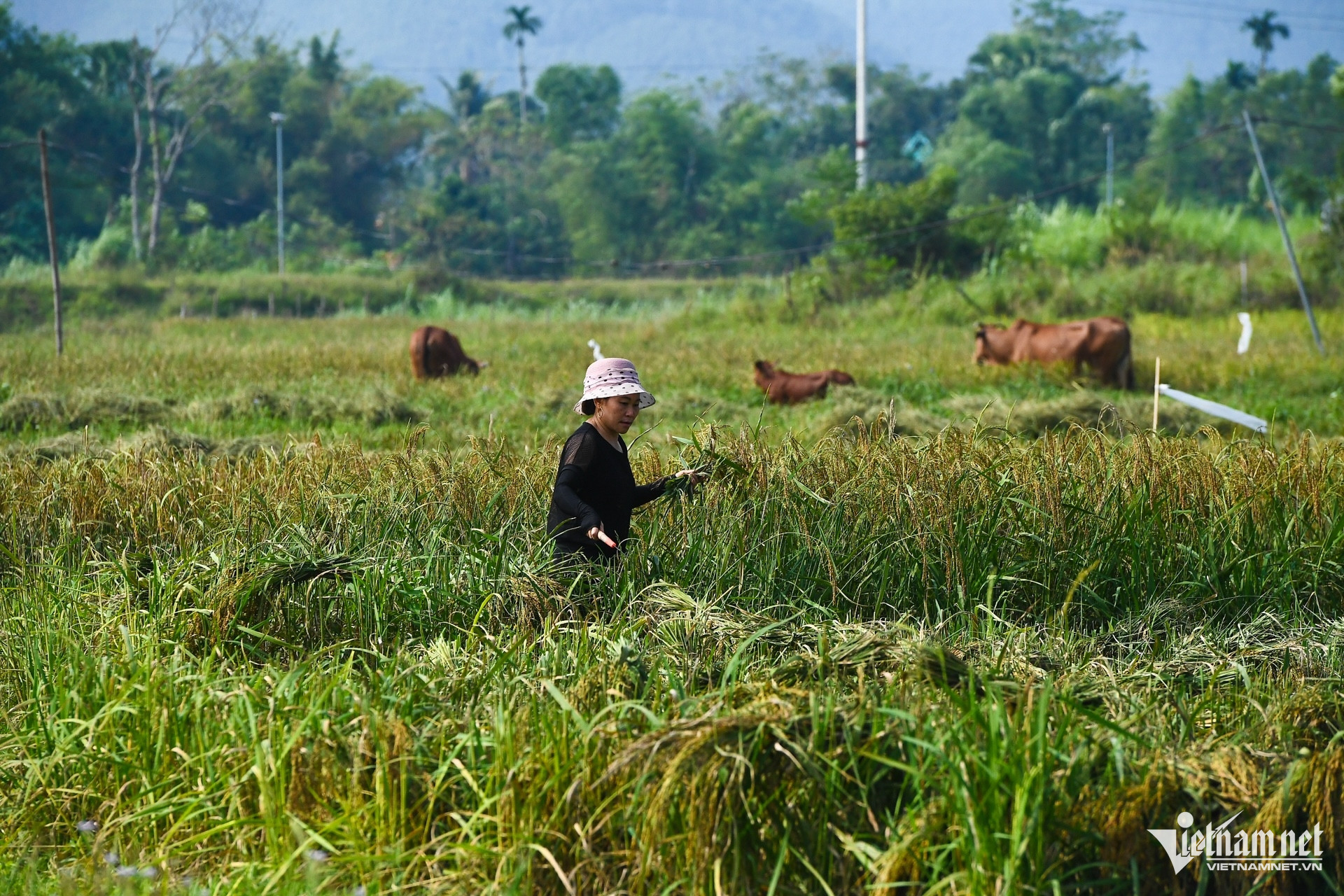 W-giam ngheo 3 (10).jpg