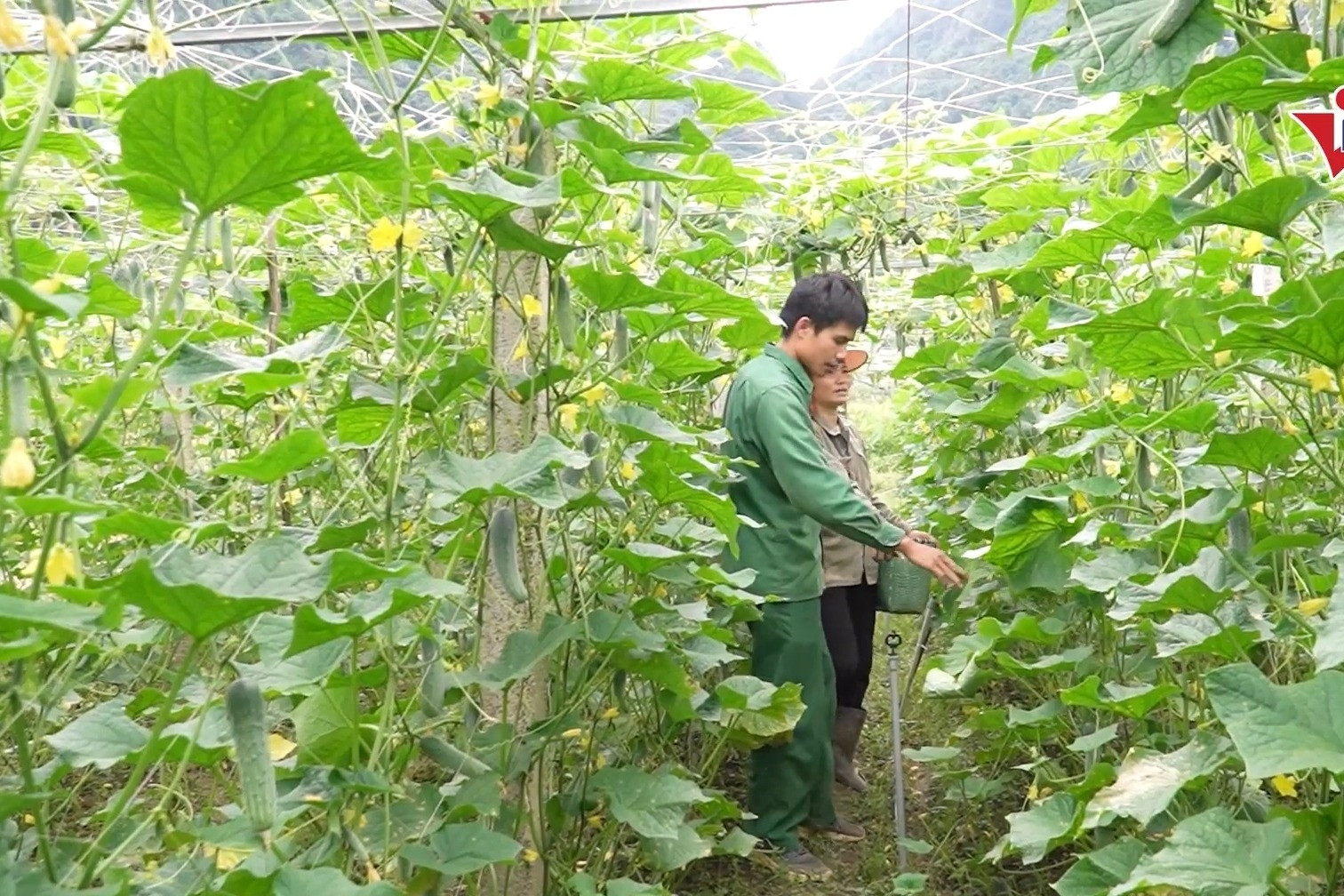 Tăng giàu thông tin, khơi dậy ý chí thoát nghèo ở thanh niên DTTS