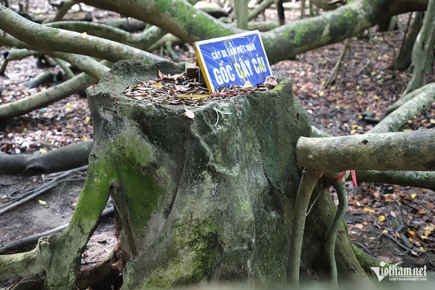 W-cây gừa 1.JPG.jpg