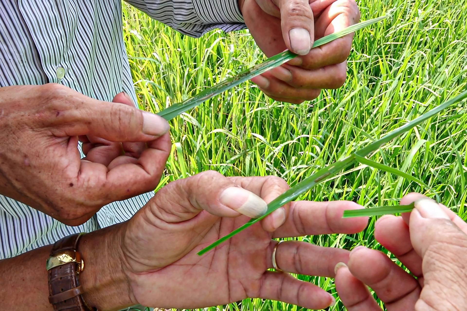 Đức Hoà hỗ trợ người nghèo bằng hình thức đa dạng hoá sinh kế, đào tạo nghề