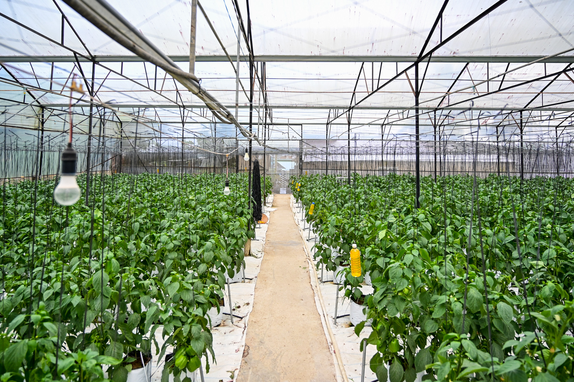 Giải pháp giúp người dân chạm đến giấc mơ thoát nghèo nhờ xuất khẩu lao động