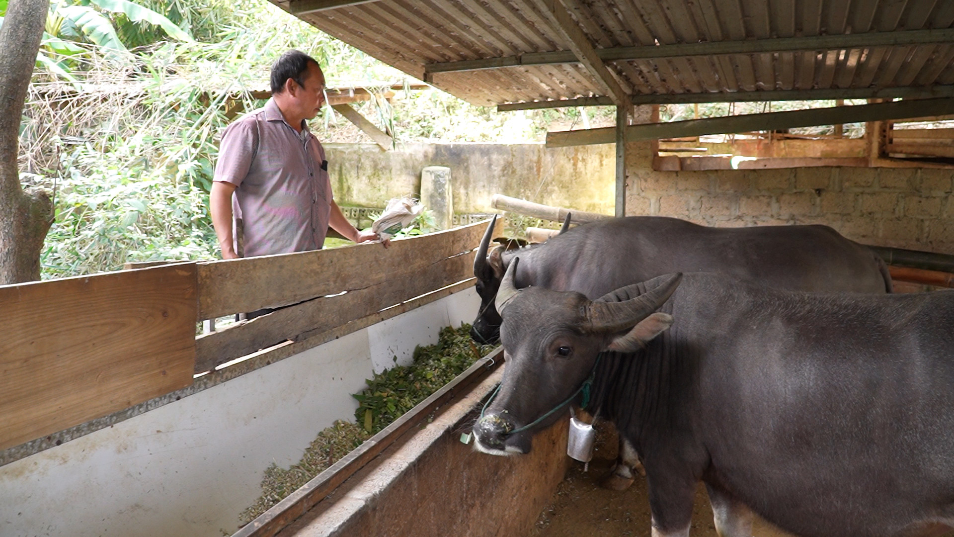 tráng vạ đế.jpg